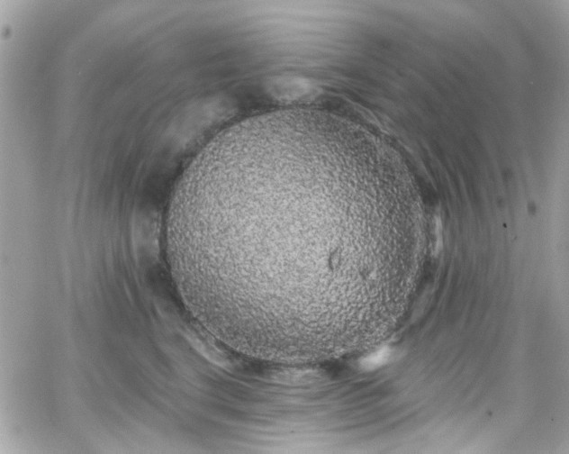 X0000066530664200603241403