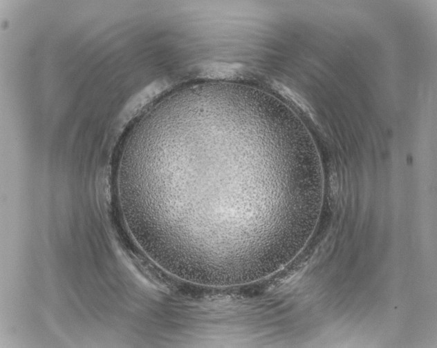 X0000066530682200603241402