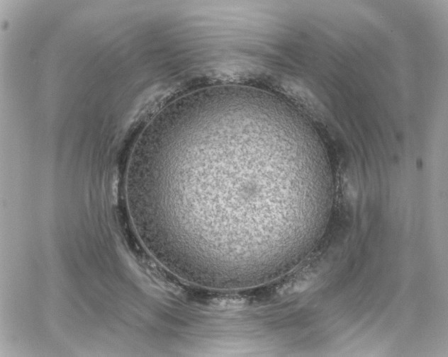 X0000066530694200603241402