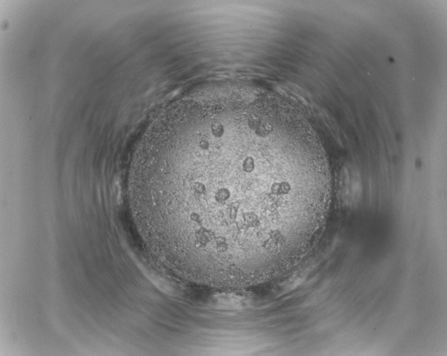 X0000066530703200603241402