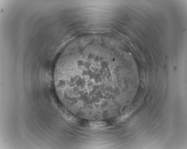 X0000066530707200603241402