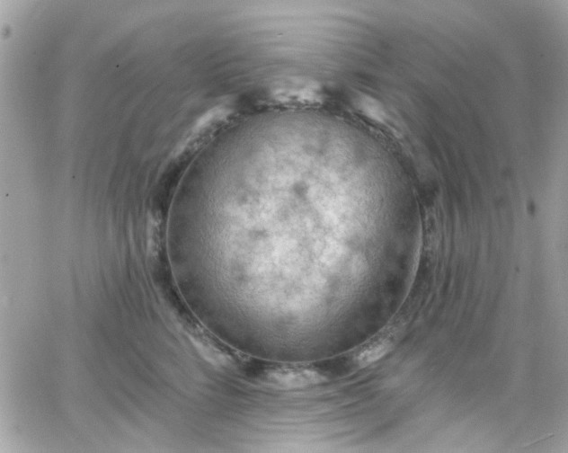 X0000066530712200603241402