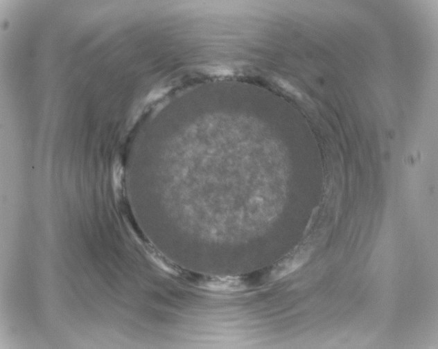 X0000066530720200603241401