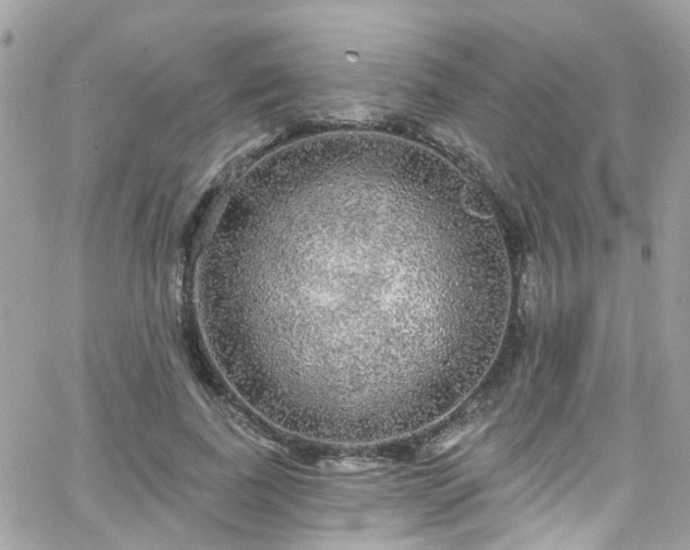 X0000066530739200603241401