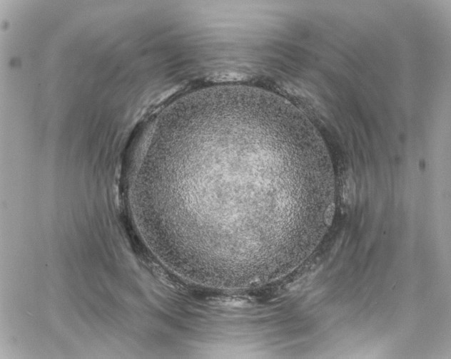 X0000066530743200603241401