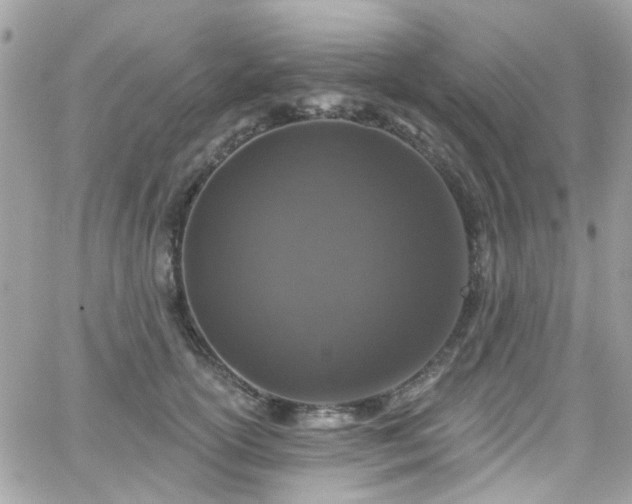 X0000066530754200603241401