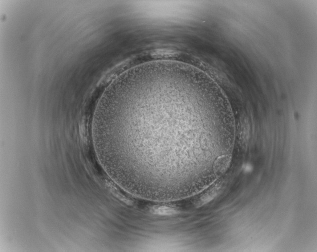 X0000066530755200603241401