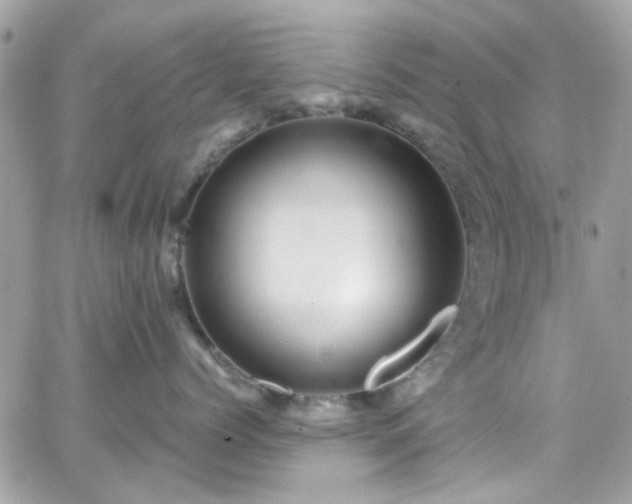 X0000066530768200603241401