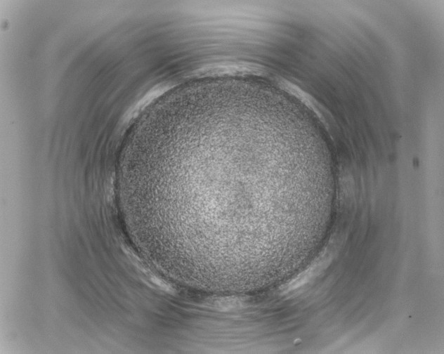 X0000066530778200603241400