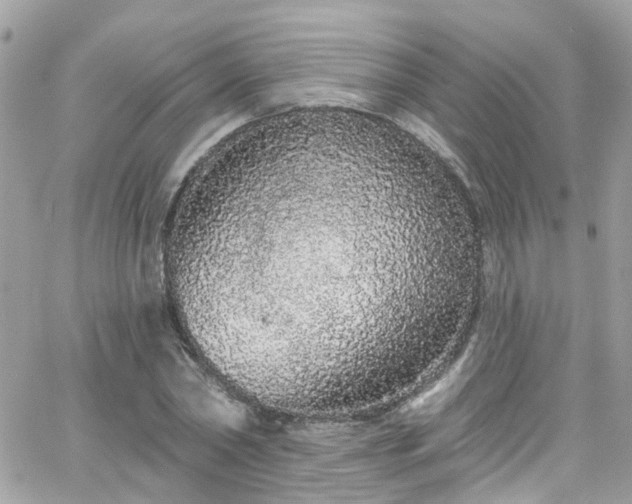 X0000066530782200603241400