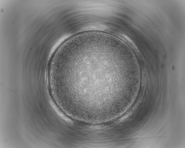 X0000066530796200603241400