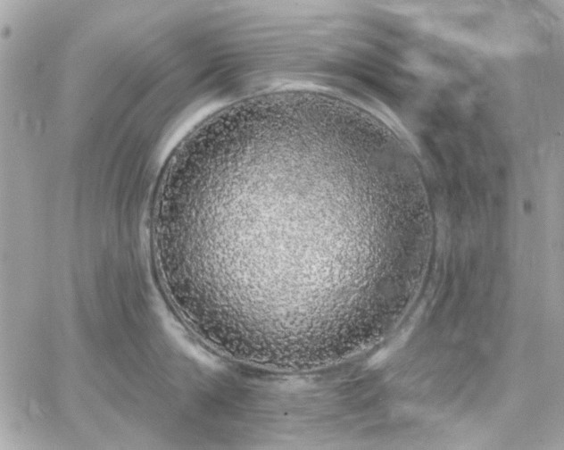 X0000066530814200603241400