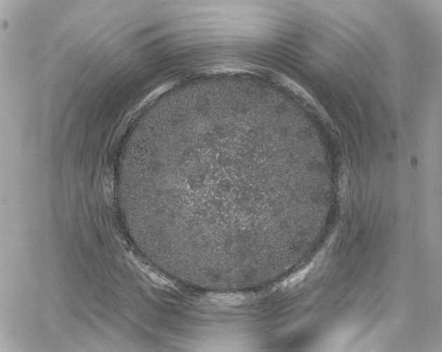 X0000066530825200603241359