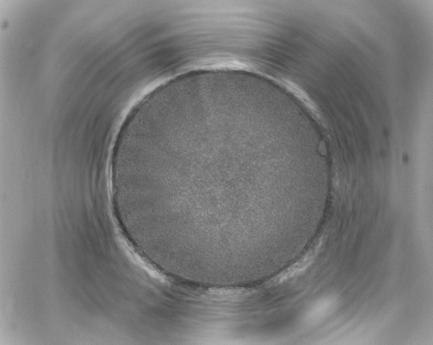 X0000066530840200603241359