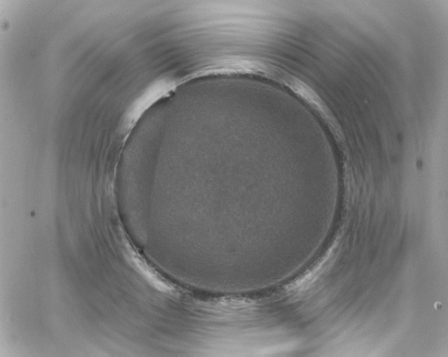 X0000066530842200603241359