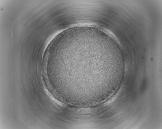 X0000066530844200603241359