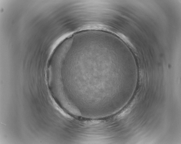 X0000066530846200603241400