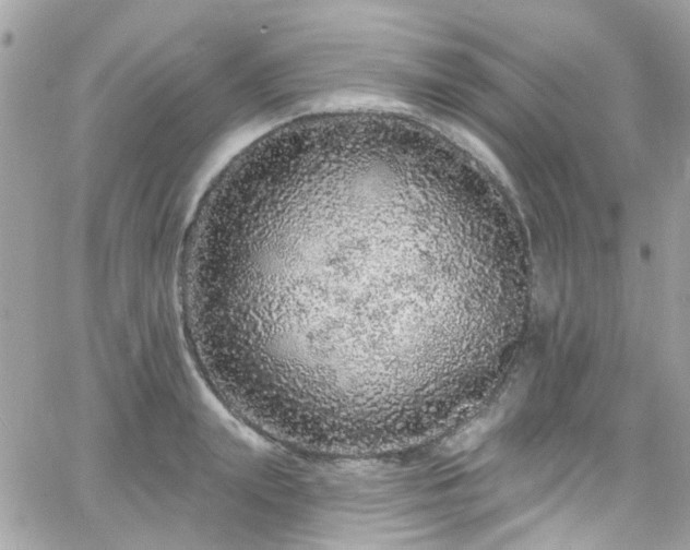 X0000066530847200603241400