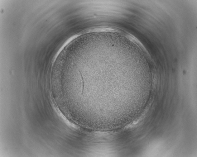 X0000066530852200603241400