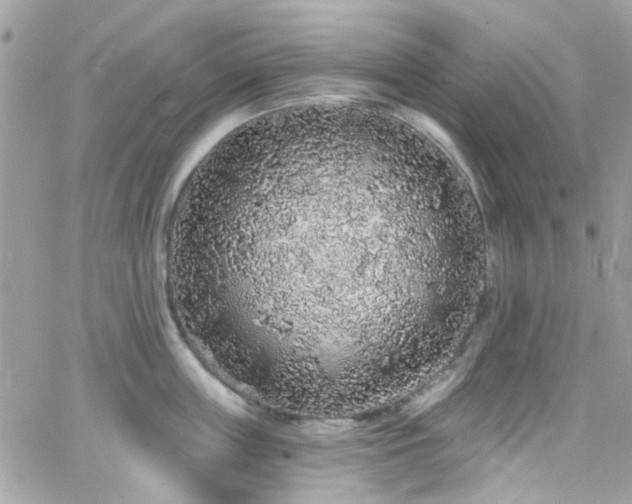 X0000066530859200603241400