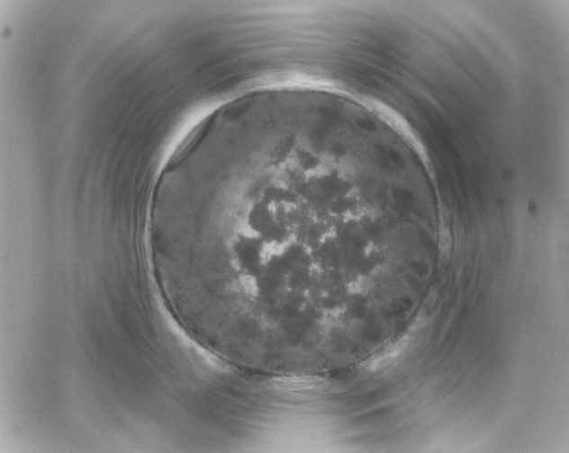 X0000066530863200603241400