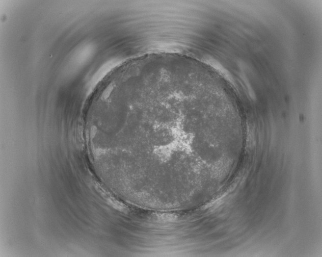 X0000066530878200603241359