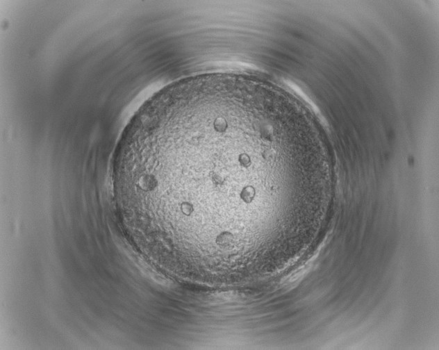 X0000066530883200603241359