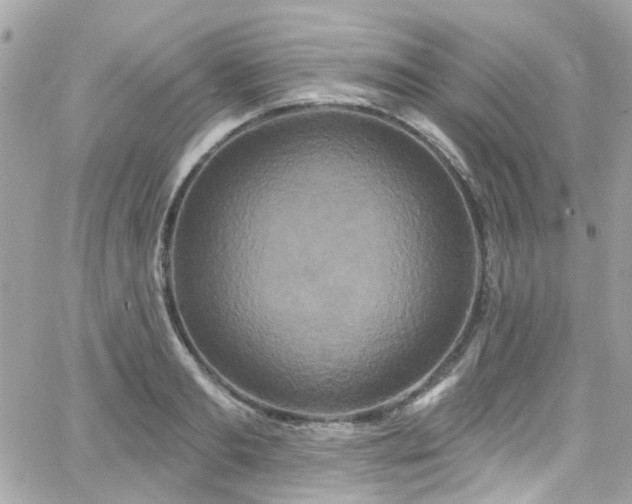 X0000066530893200603241359