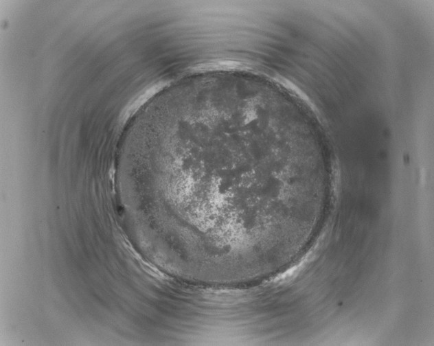 X0000066530921200603241358