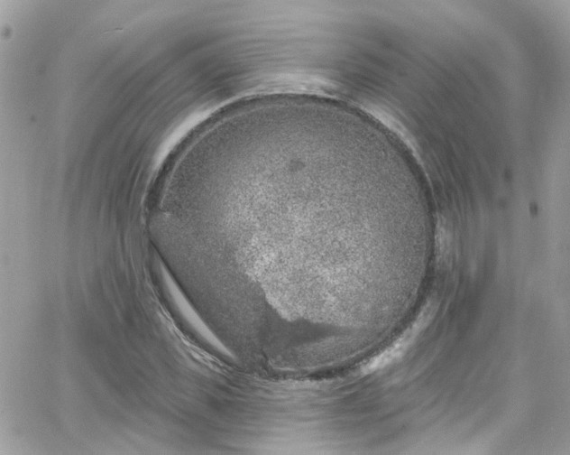 X0000066530925200603241358