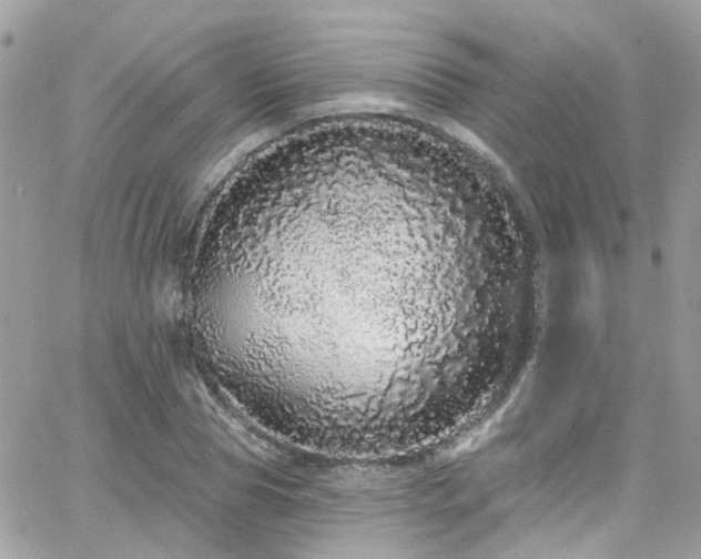 X0000066530929200603241358