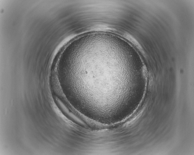 X0000066530939200603241358