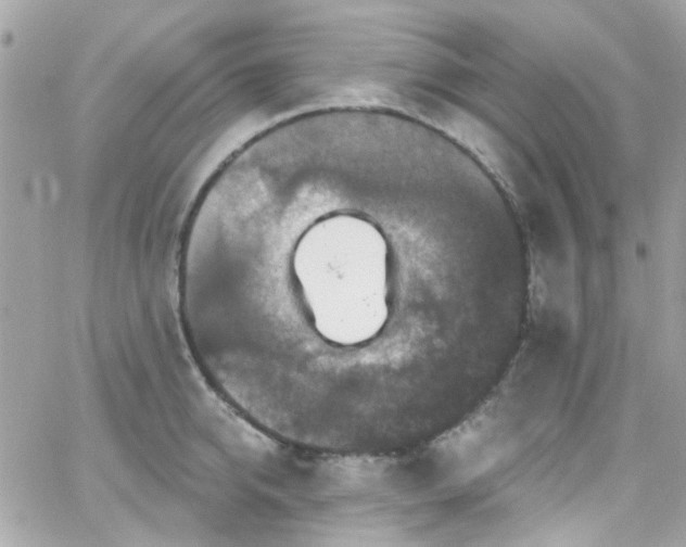 X0000066530950200603241358