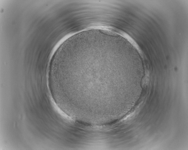 X0000066530955200603241358