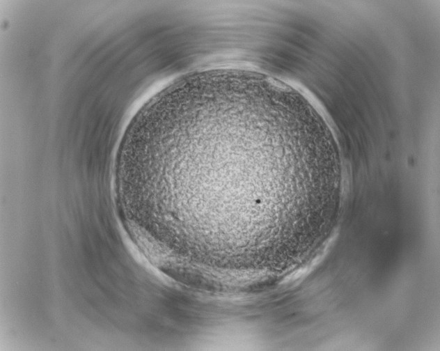 X0000066530957200603241358