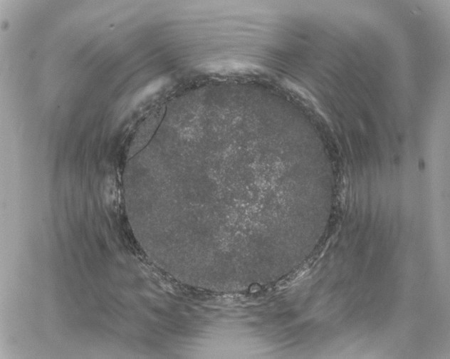 X0000066530966200603241357