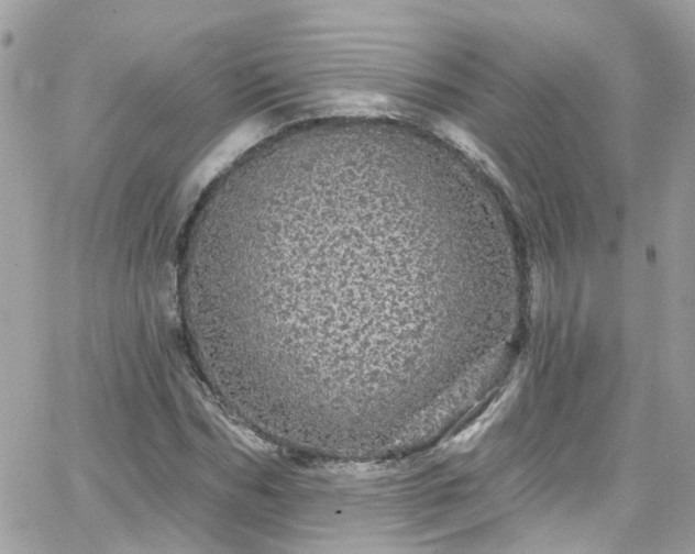 X0000066530970200603241357