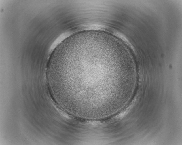 X0000066530978200603241357