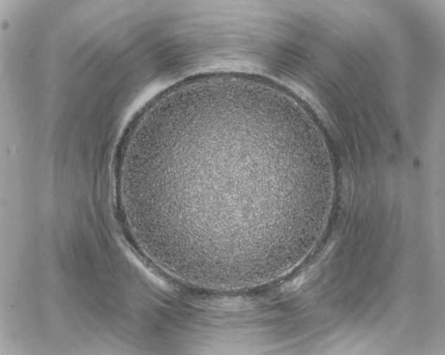 X0000066530982200603241357