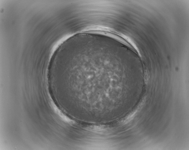 X0000066530995200603241357