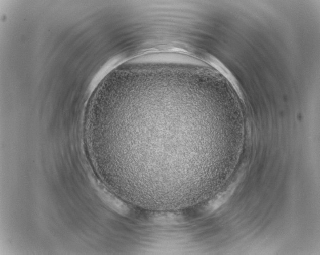 X0000066531002200603241357