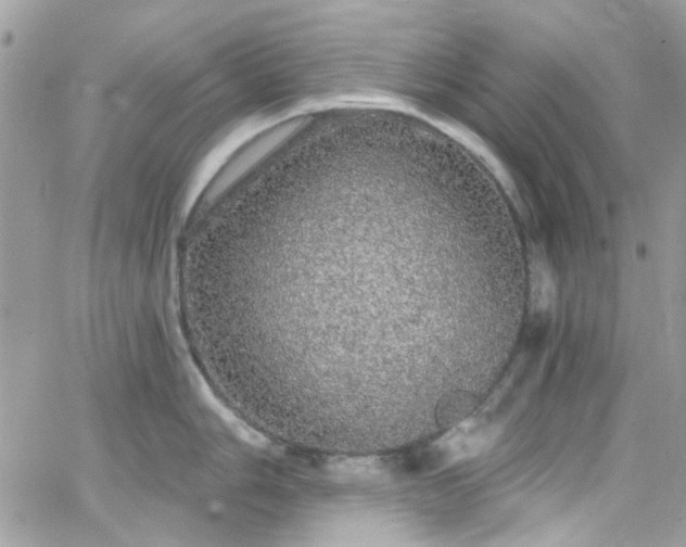 X0000066531006200603241357