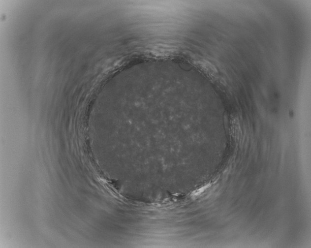 X0000066531009200603241356