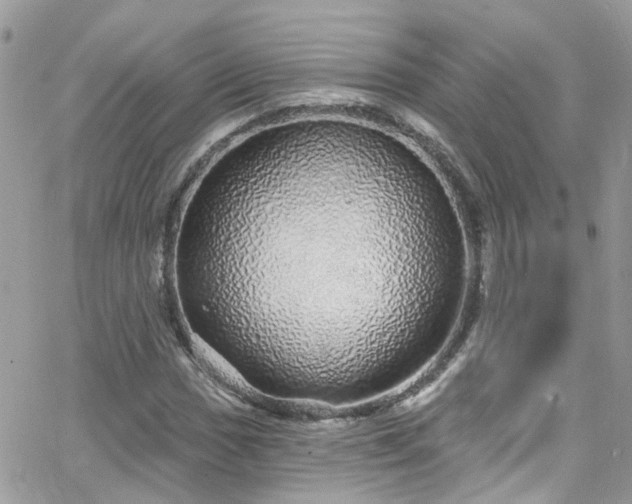 X0000066531017200603241356