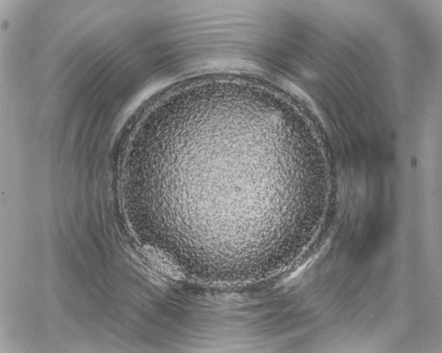 X0000066531019200603241356