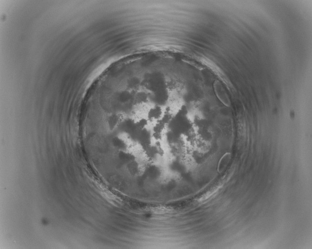 X0000066531023200603241356