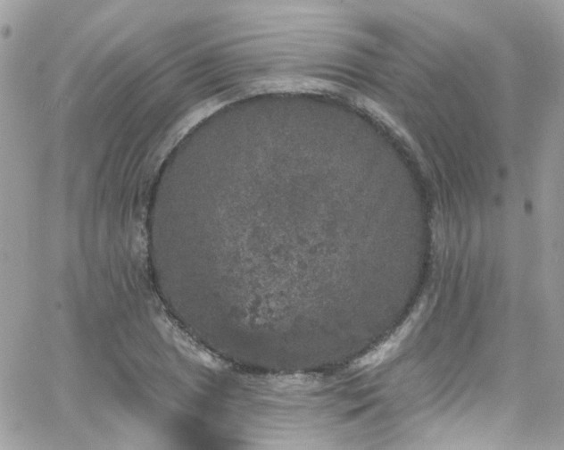 X0000066531025200603241356