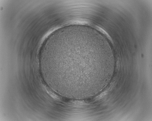 X0000066531027200603241356