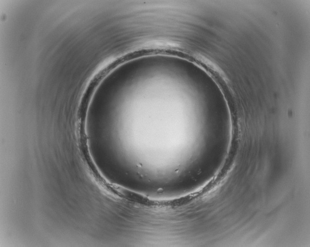 X0000066531029200603241356