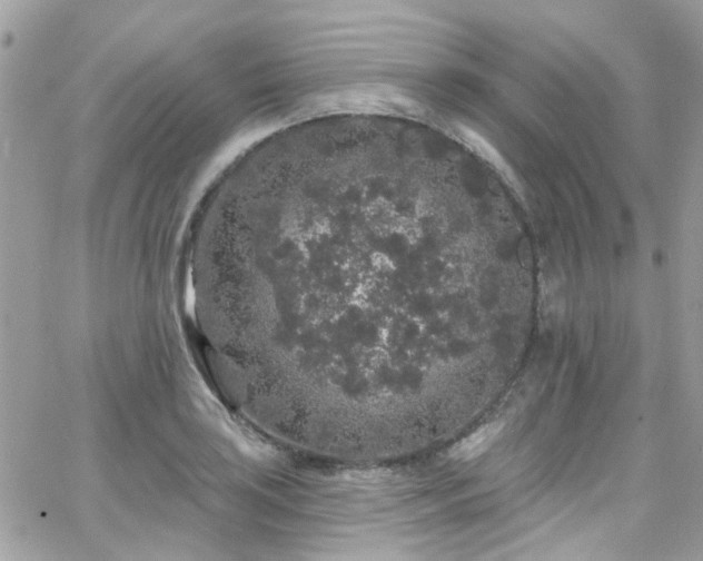 X0000066531035200603241356